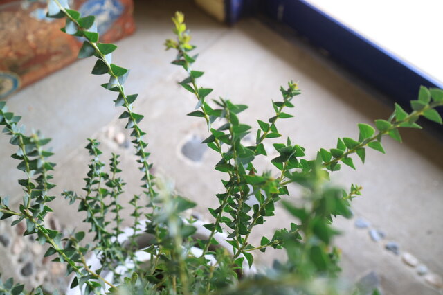 バーセリア&三角葉アカシア100cm鉢植苗木 シルバーリーフミモザアカシア 1点のみ！ちょっと大きな ミモザ アカシア の木 三角葉アカシア