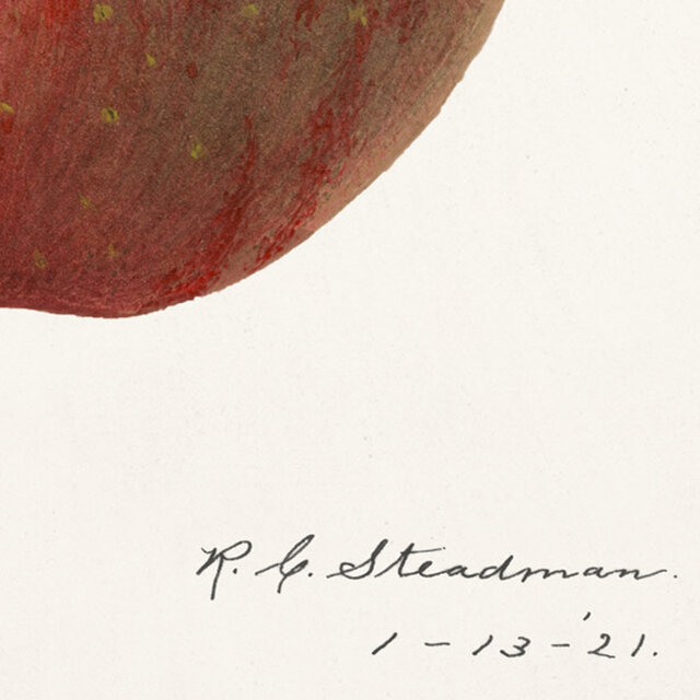 アップル / アートポスター イラスト ミニマル 果物 フルーツ レッド 赤 アートプリント リンゴ 林檎 | iichi  日々の暮らしを心地よくするハンドメイドやアンティークのマーケットプレイス