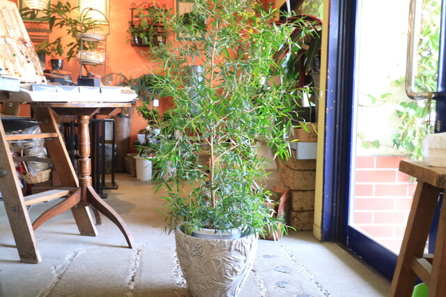 1点のみ とっても大きな♡レモンティーツリー ハーブ アロマ 鉢付