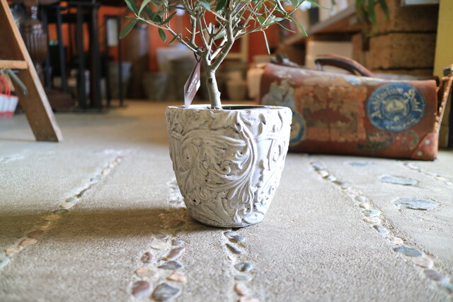 オリーブの木 チプレッシーノ SOUJU 8号鉢植え 園芸ネット本店｜[ギフトに]オリーブ チプレッシーノ 8号鉢植え 鉢