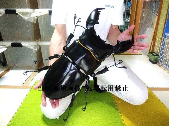 it-65f942e32b85d-1200.jpg
