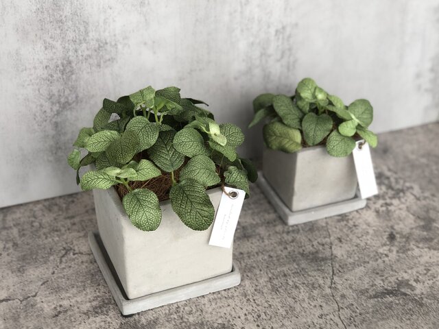 専用バードケージアレンジ フェイクグリーン Amazon.co.jp: SPICE OF LIFE(スパイス) フェイクグリーン