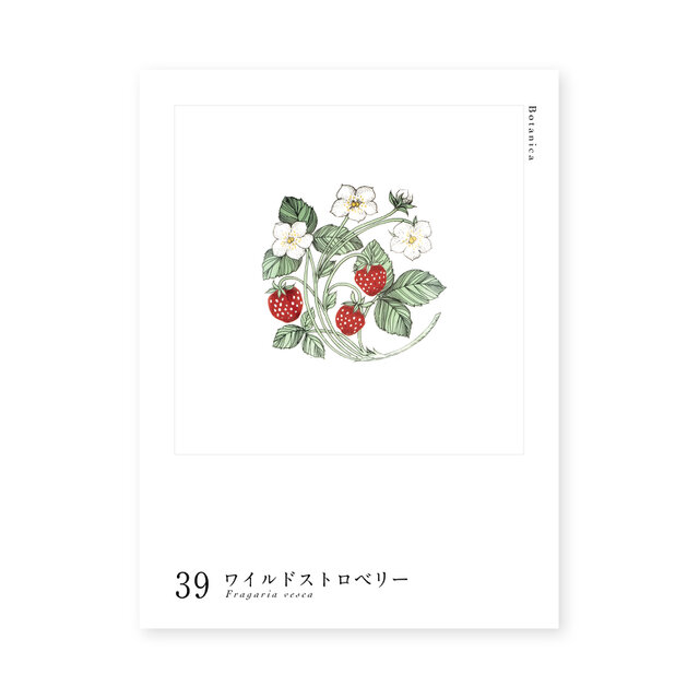 Botanica｜39｜ワイルドストロベリー / Fragaria vesca | iichi