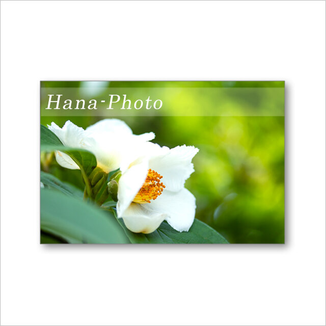 1590) 純白の美しい花 夏椿 ポストカード5枚組 | iichi 日々の暮らしを心地よくするハンドメイドやアンティークのマーケットプレイス