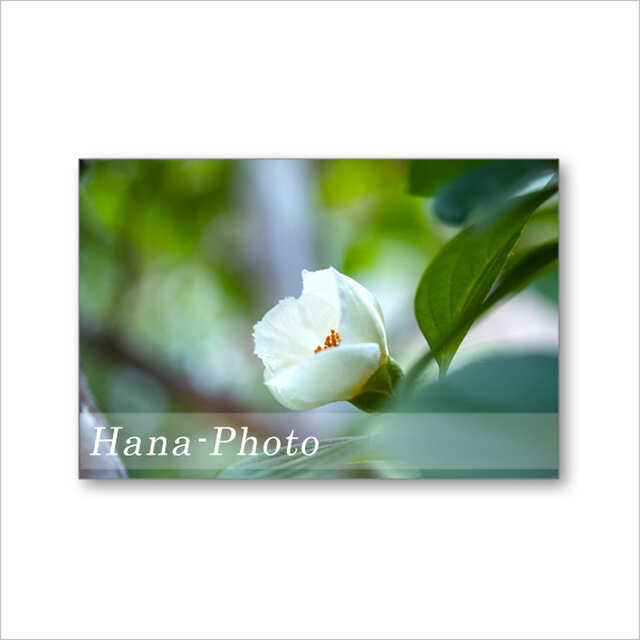 1590) 純白の美しい花 夏椿 ポストカード5枚組 | iichi 日々の暮らしを
