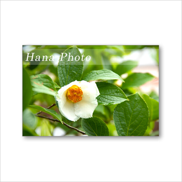 1590) 純白の美しい花 夏椿 ポストカード5枚組 | iichi 日々の暮らしを 