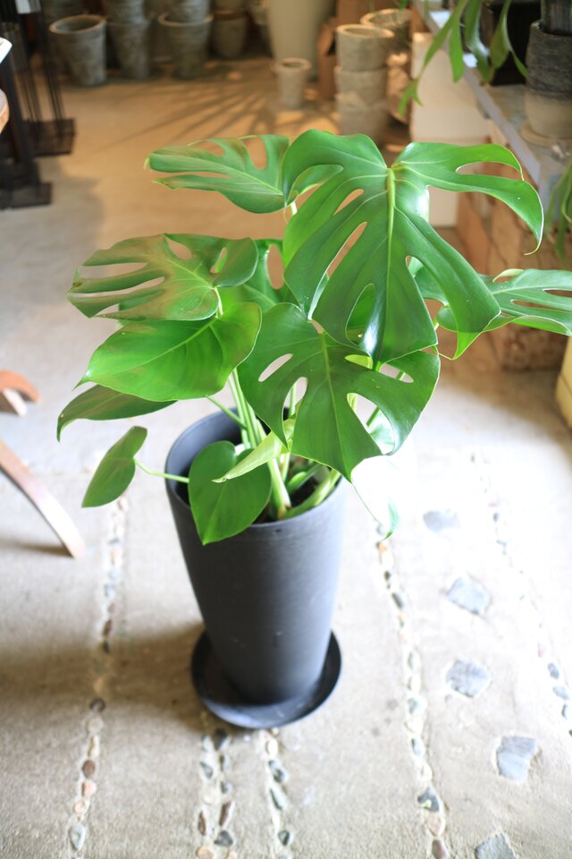 1点のみ 大きなモンステラ・デリシオーサ スタイリッシュ黒鉢付