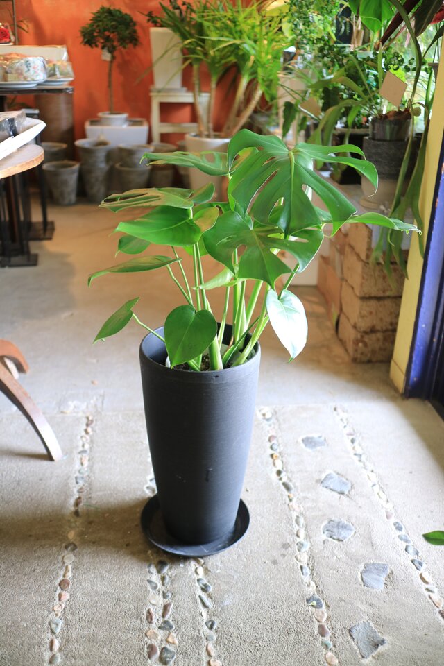 モンステラ デリシオーサ 1 ファイバー鉢 お皿付き 観葉植物 中型 モンステラ デリシオーサ 陶器鉢 W04M | 移転祝い