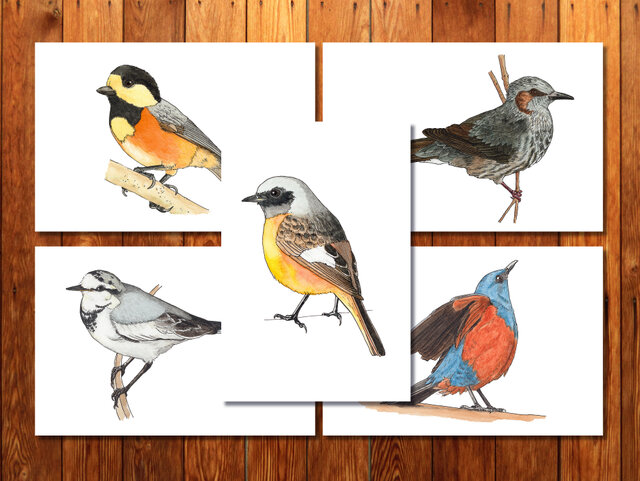 鳥類イラストカード 52枚セット 鳥類イラストカード 52枚セット タイプが選べる】かわいいアニマル