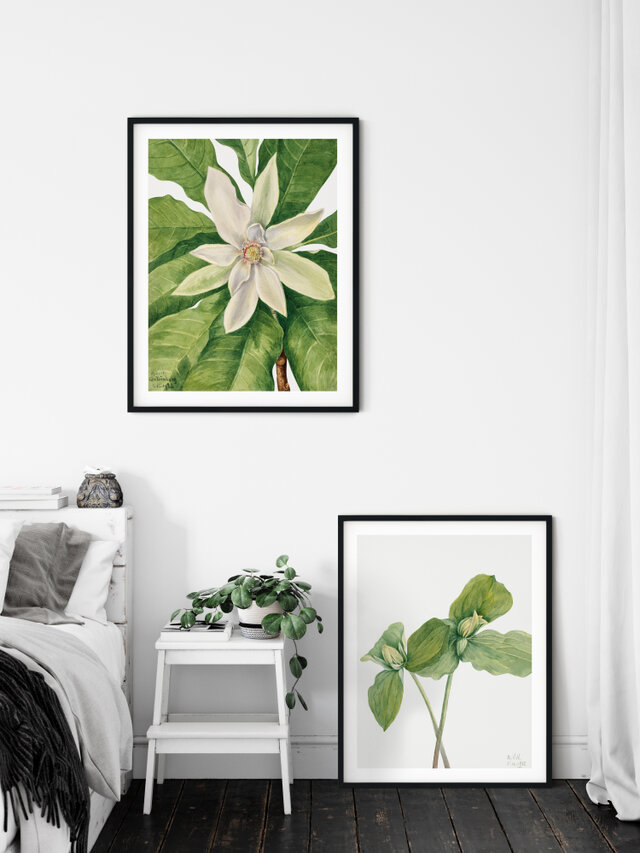 A4【マグノリア トリペタラ アンティーク ボタニカルフラワー