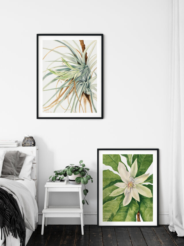 A4【マグノリア トリペタラ アンティーク ボタニカルフラワー