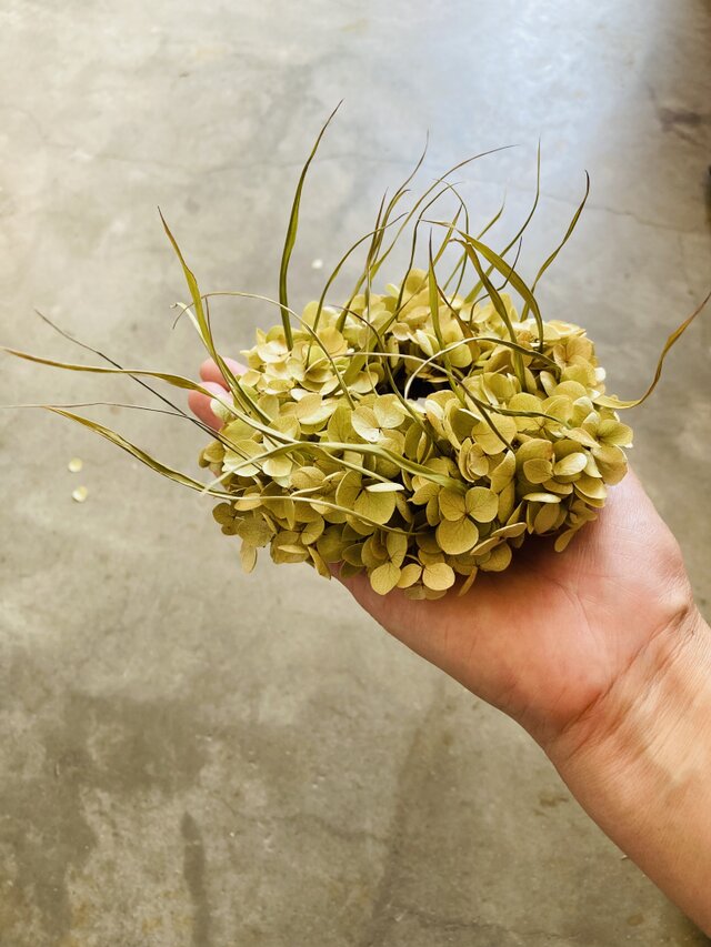 アナベル(極小) Ⅰ~夏草