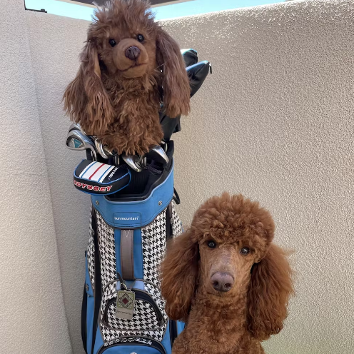 犬 猫 ペットそっくりな動物ゴルフのヘッドカバー オーダーメイド