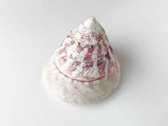 世界で最も美しい真珠層！一点物の高瀬貝のファーストマザーリップで