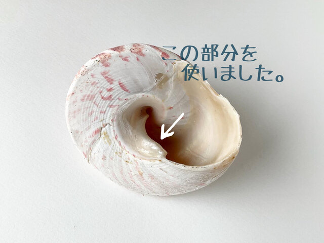 世界で最も美しい真珠層！一点物の高瀬貝のファーストマザーリップで