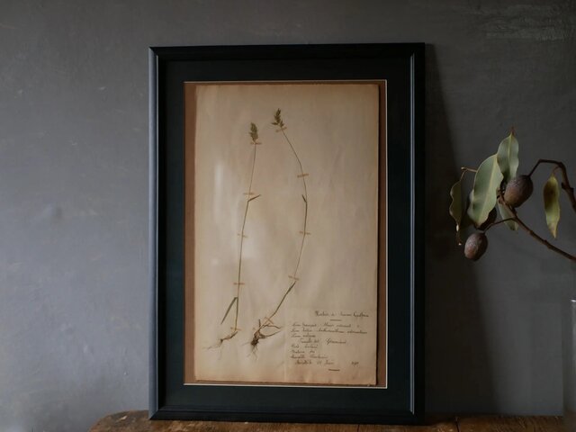 フランス　アンティーク　古書　標本　アート本　ボタニカルアート 骨董　花　洋書 フランスアンティーク古書標本アート本ボタニカルアート 骨董花洋書