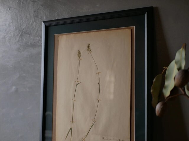 no.16 植物標本 ボタニカルアート フランスアンティーク | iichi 日々
