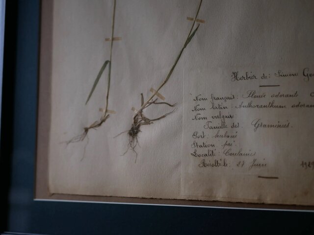 フランス　アンティーク　古書　標本　アート本　ボタニカルアート 骨董　花　洋書 フランスアンティーク古書標本アート本ボタニカルアート 骨董花洋書