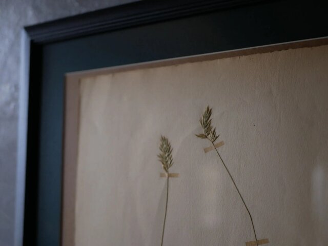 no.16 植物標本 ボタニカルアート フランスアンティーク | iichi 日々