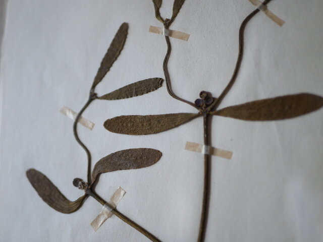 no.20 植物標本 ボタニカルアート フランスアンティーク | iichi 日々