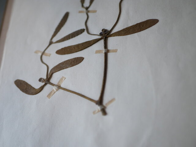 no.20 植物標本 ボタニカルアート フランスアンティーク | iichi 日々