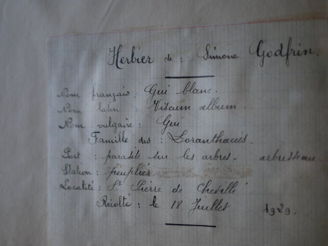 no.20 植物標本 ボタニカルアート フランスアンティーク | iichi 日々