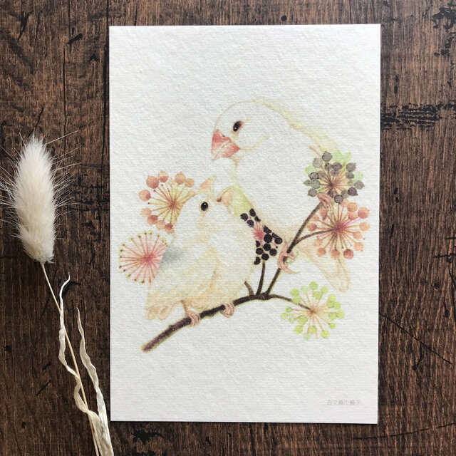 ポストカード『文鳥親子』桜文鳥と白文鳥２種類セット | iichi 日々の