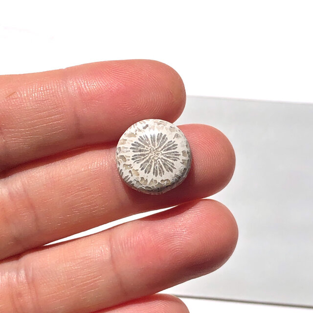 フォッシルコーラル[214] 15mm 7Cts　天然石 ／ ルース ／カボション