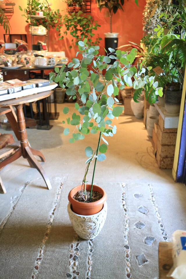 丸い葉っぱが可愛らしい♪ユーカリポポラス 大型樽型鉢植え 苗