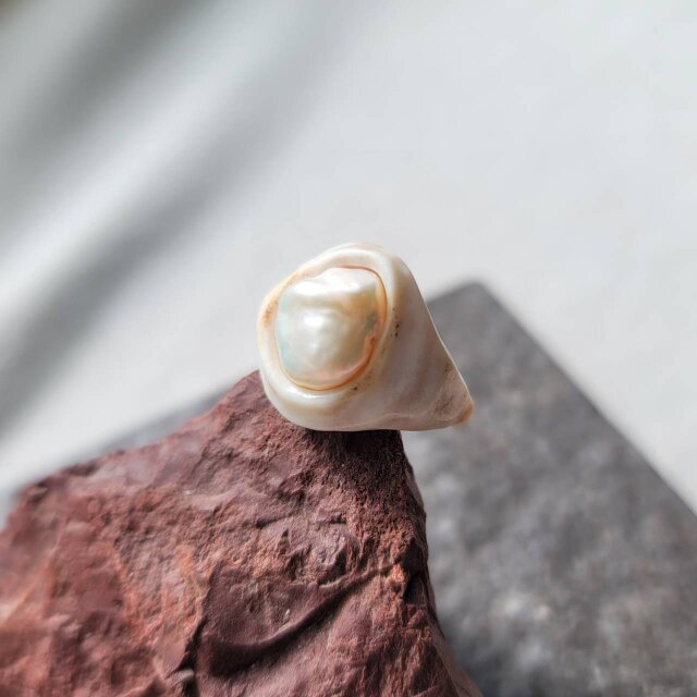 鹿の角 真珠のリング 約7.5号