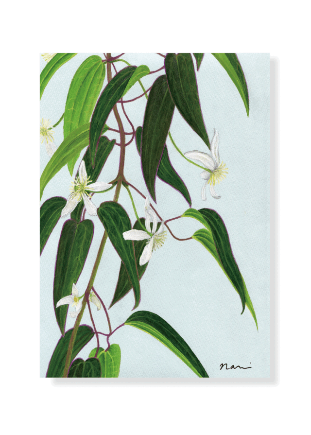 ポストカード　アーマンディー（2枚組）