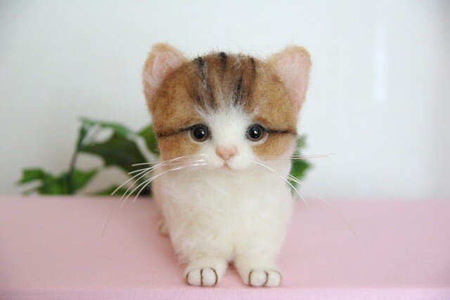 まなあきちゃん御予約❤️生後3ヶ月♡天使みたいな♡子猫ちゃん♡アートドール♡ まなあきちゃん御予約❤ちゅるんオメメの子猫ちゃん♡うるうる