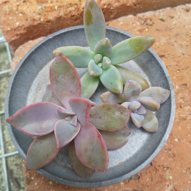 多肉植物 秋麗 カット苗 安い割引 - エケベリア・セダム