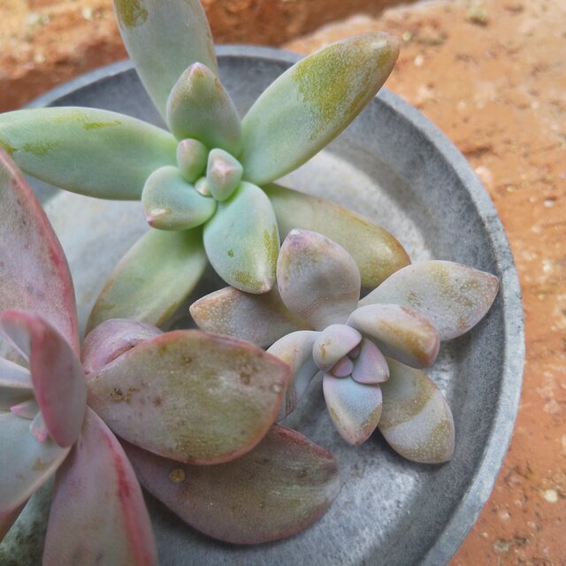 多肉植物カット苗桜牡丹