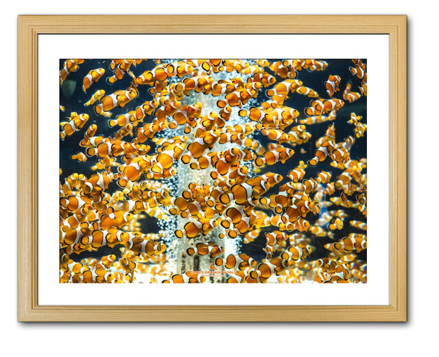 額付アート写真/A3サイズ】HORDE OF ORANGE NIMO（ニモの大群