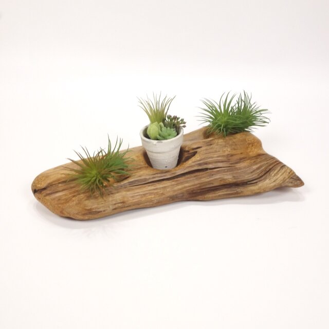 【温泉流木】幾重にも重なる年輪が美しいミニ鉢エアプランツスタンド ホルダー 木製 流木インテリア