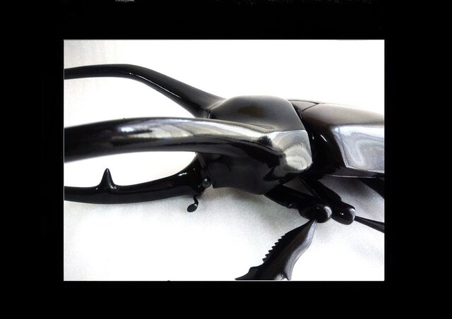 コーカサスオオカブト MEGA・BIG リアルフィギュア | iichi 日々の