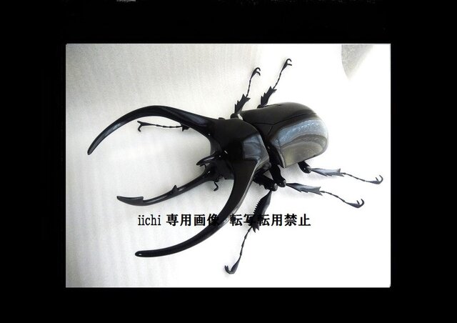 コーカサスオオカブト MEGA・BIG リアルフィギュア | iichi 日々