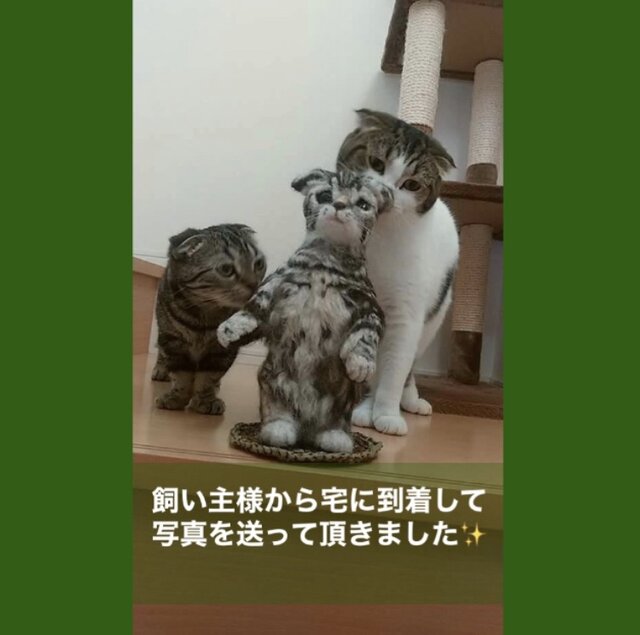 羊毛フェルト マンチカン ネコ momoichigo はちきれ