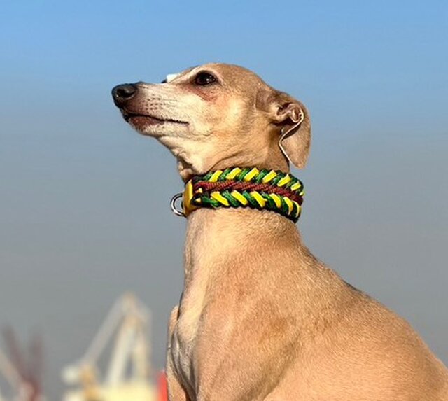 カントリーカラーを組み合わせた首輪 全犬種用 (画像の首輪は内