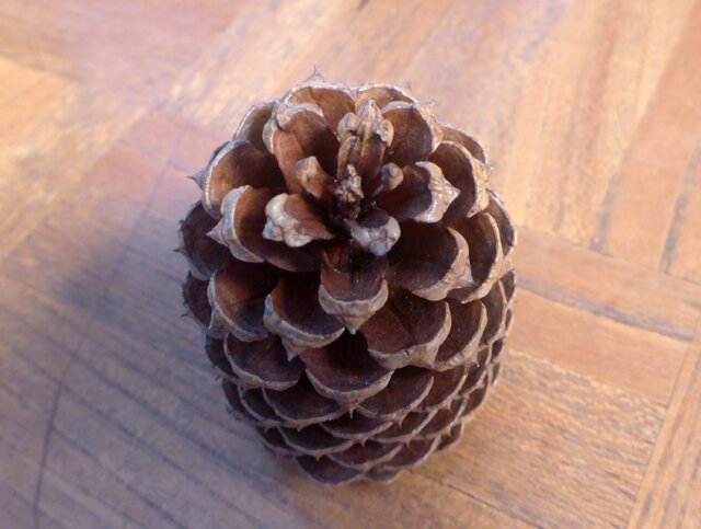 ダイオウマツ 松ぼっくり（極小）6個 | iichi 日々の暮らしを心地よく