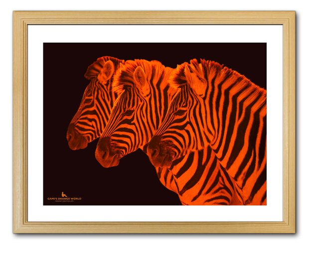 額付アート写真/A3サイズ】ORANGE ZEBRAS（オレンジのシマウマ達