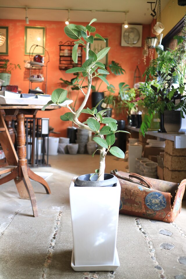 ＜現物＞　くねっと！フィカスベンガレンシス 白陶器