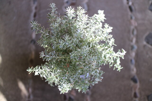 ハーブ の まあるいトピアリー ウェストリンギア スモーキーホワイト