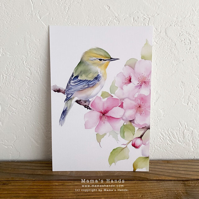 美しい 小鳥 水彩画 イラスト アート ３枚 ハガキ ポストカード セット