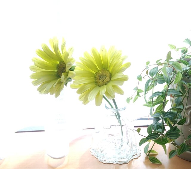 ガーベラ　2本セット ガーベラのアレンジ 12本 - ホワイト - | お花の通販AND PLANTS