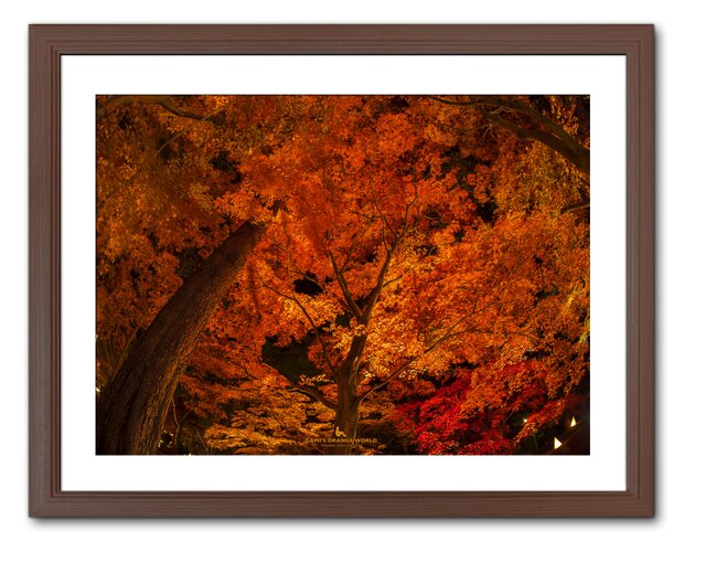 額付アート写真/A3サイズ】GOLDEN ORANGE AUTUMN LEAVES（金橙の紅葉