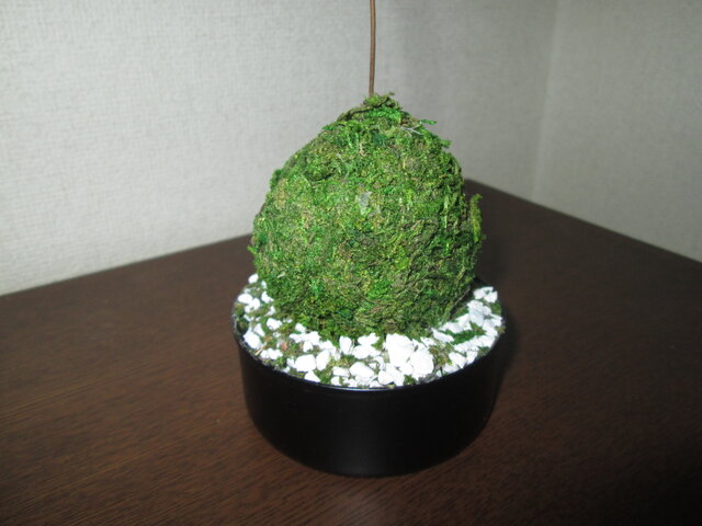 コンクリート製苔盆栽 小型 苔盆栽