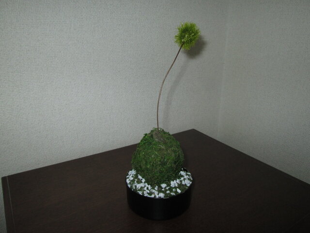 アートミニ盆栽 苔玉①☆消臭効果あり☆ | iichi 日々の暮らしを
