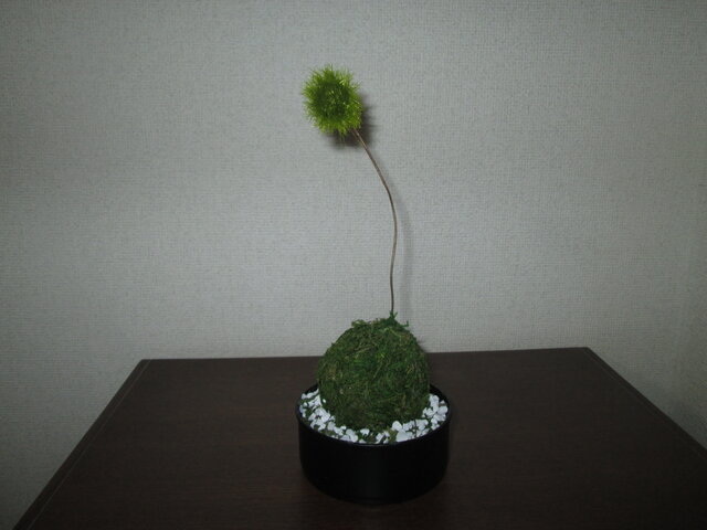 コンクリート製苔盆栽 小型 アートミニ盆栽 苔玉②☆消臭効果あり☆ | iichi 日々の暮らしを